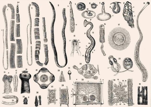 Types de parasites